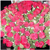 Full Blossom - Click here to View more details about this Product